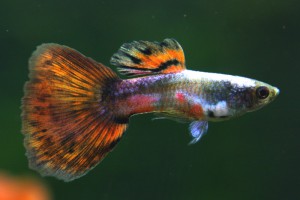 ��ǰ ������