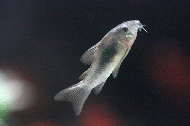 ǰ