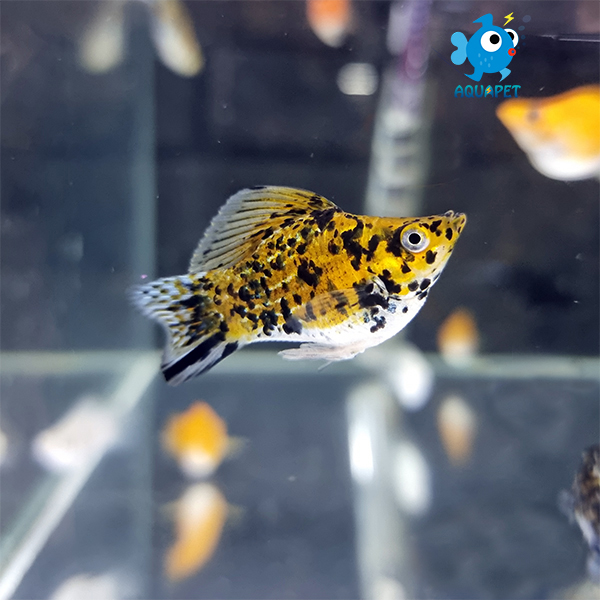 ��ǰ ������