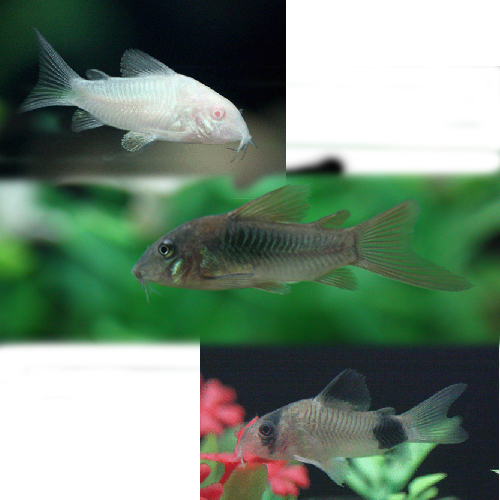 ��ǰ ������